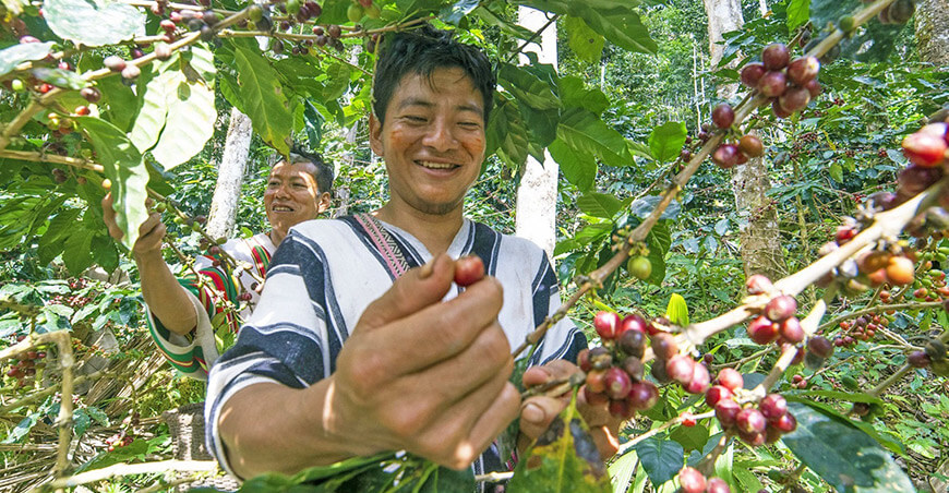 Perú cosecha de café productores nativos indígenas