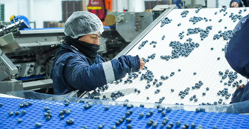 Perú exportación arándanos peruanos