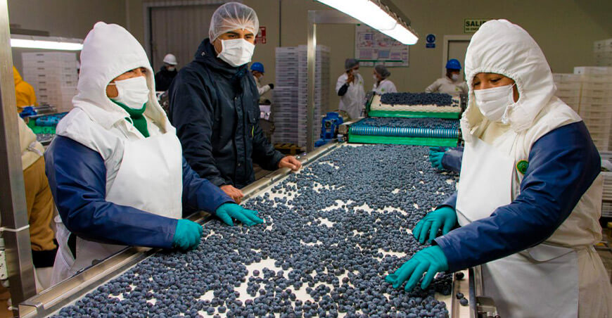 Perú exportación arándanos peruanos