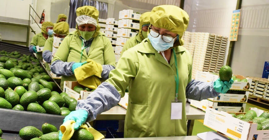 Perú exportación de palta Hass peruana