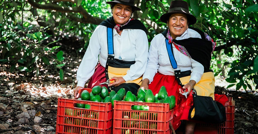 Perú exportación palta peruana