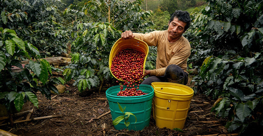 Productor cosecha de café Vraem Devida Perú