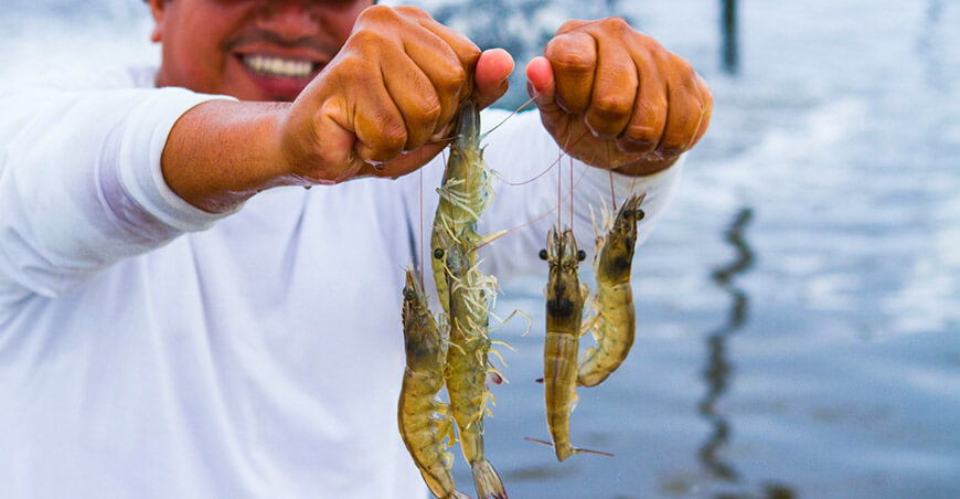 pescadores langostinos camarones Perú