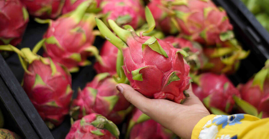 Perú pitahaya peruana