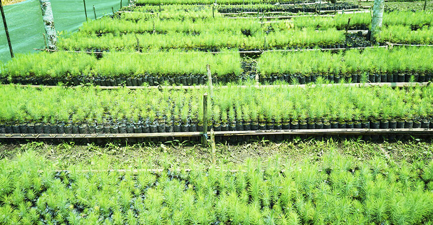 Sembrarán un millón de plantones forestales en Satipo y Chanchamayo Junín Perú