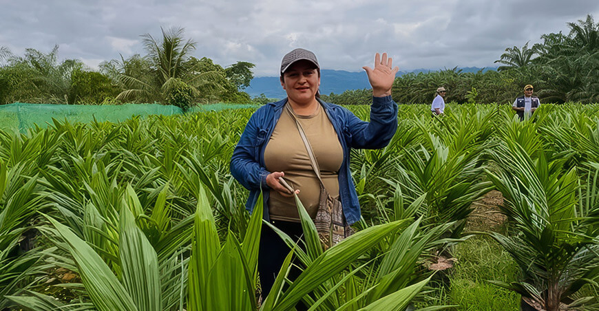 Entregaron 257 000 plantones de palma aceitera a más de 600 productores Tocache San Martín Perú