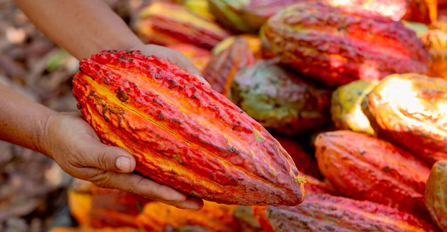 producción y cultivo de cacao Perú