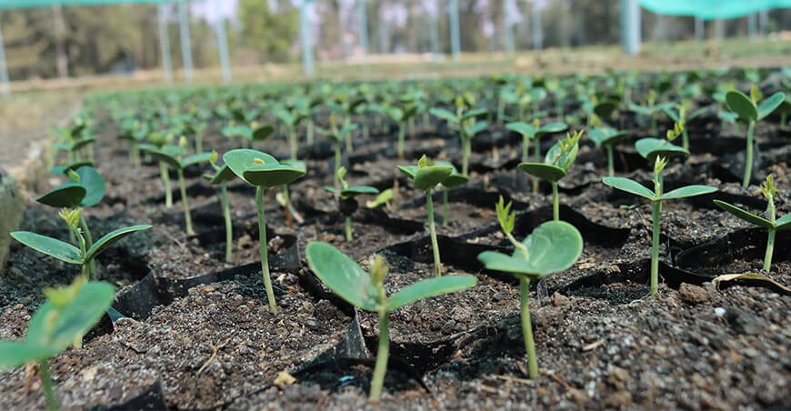 Cajamarca impulsa la reforestación producción plantones forestales Perú