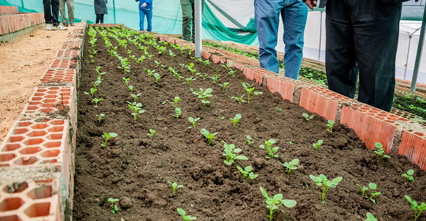 Asociación Apu Cóndor Ccacca fortalecerá producción de semilla prebásica de papa Apurímac Perú