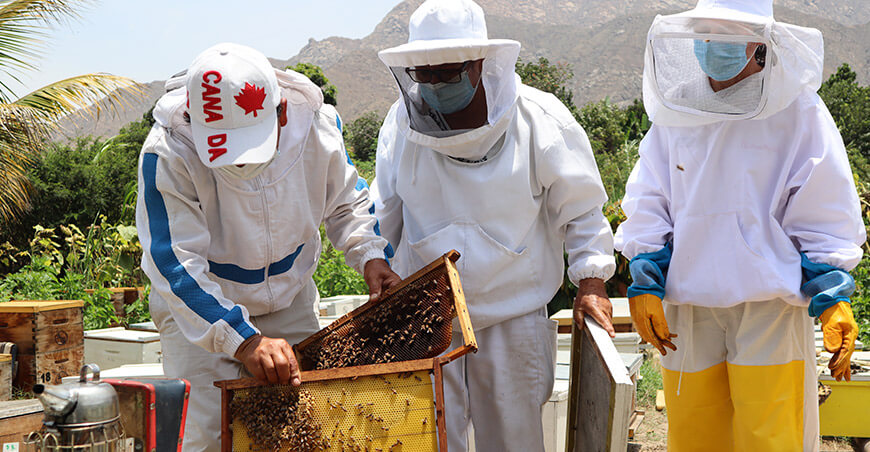 productores apícolas apicultores producción miel Perú