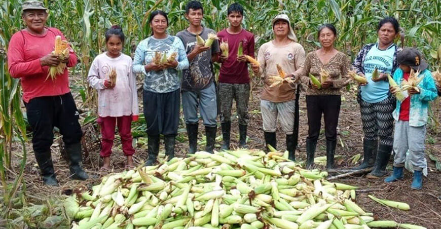 productores de maíz Loreto Perú