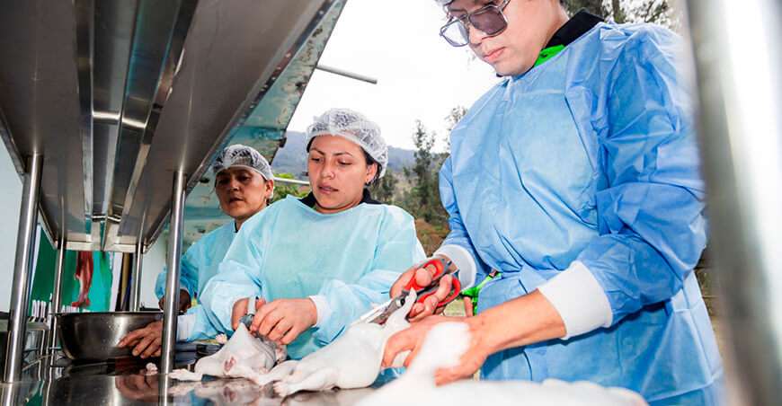 Proyecto Avanzar Rural carne de cuy Perú