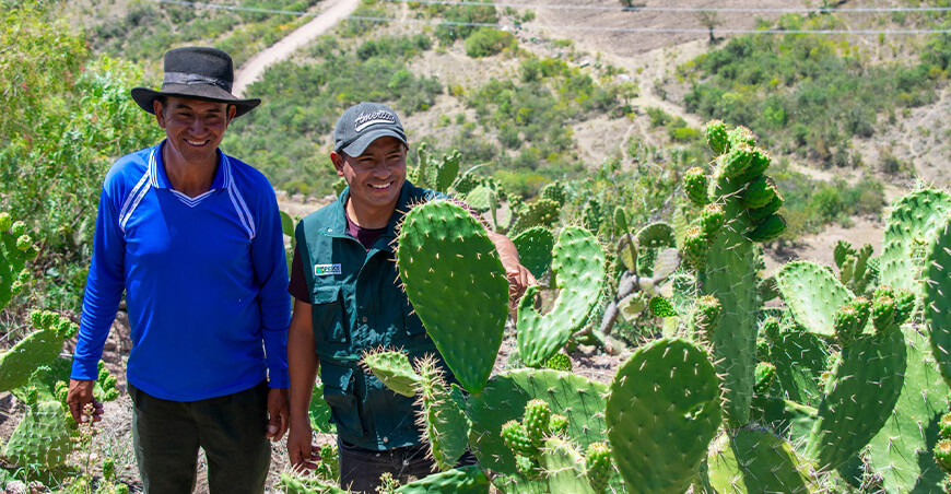 Fortalecerán la producción de tuna en Pacaycasa, Quinua y Tambillo Ayacucho
