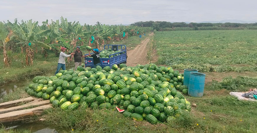 reconversión productiva productores siembran sandía en La Huaca Piura