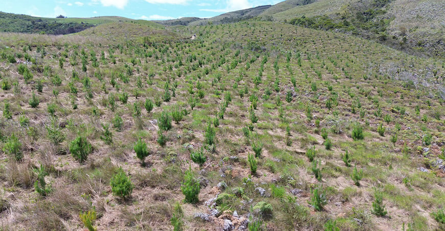 Proyectan la instalación de 3.5 millones de plantones forestales en la provincia de San Ignacio Cajamarca Perú