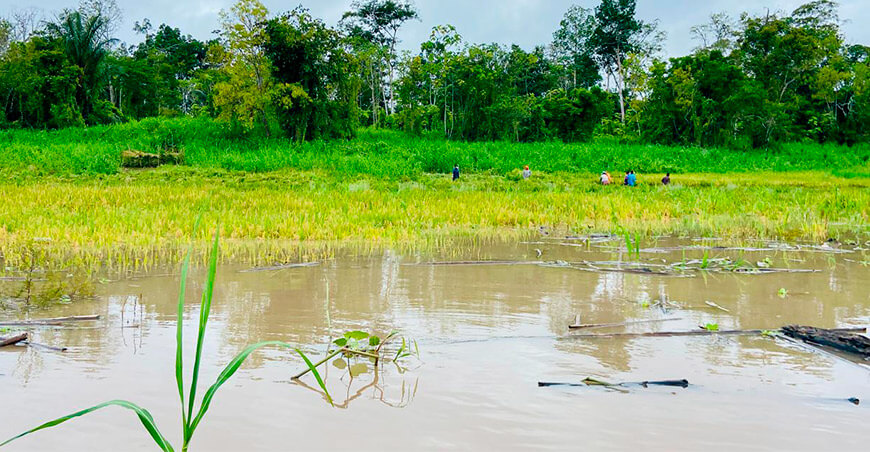 Lluvias favorecen la agricultura en la Amazonía, pero elevan riesgos por exceso de humedad