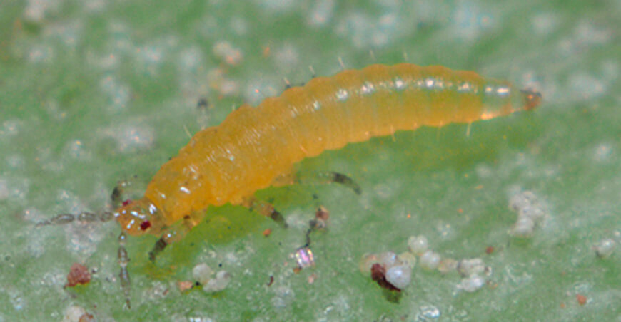 Senasa declara bajo control oficial la plaga Thrips palmi a nivel nacional Perú
