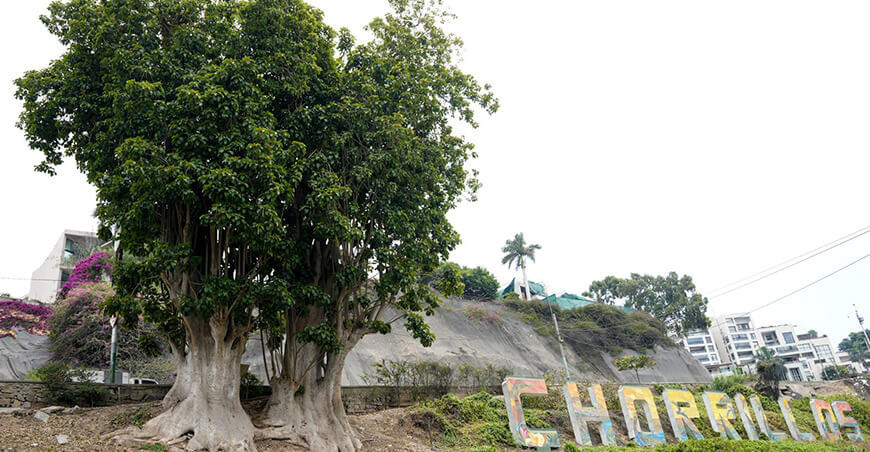 Serfor resalta el valor de los árboles patrimoniales centenarios en Lima