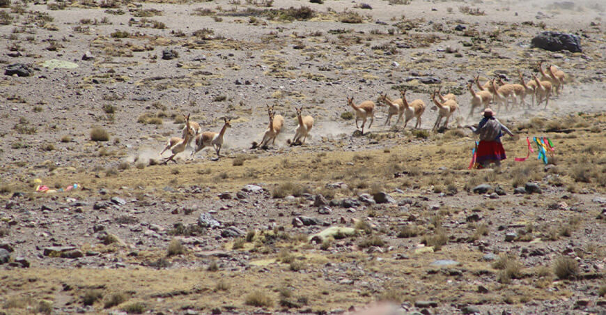 chaccu vicuñas