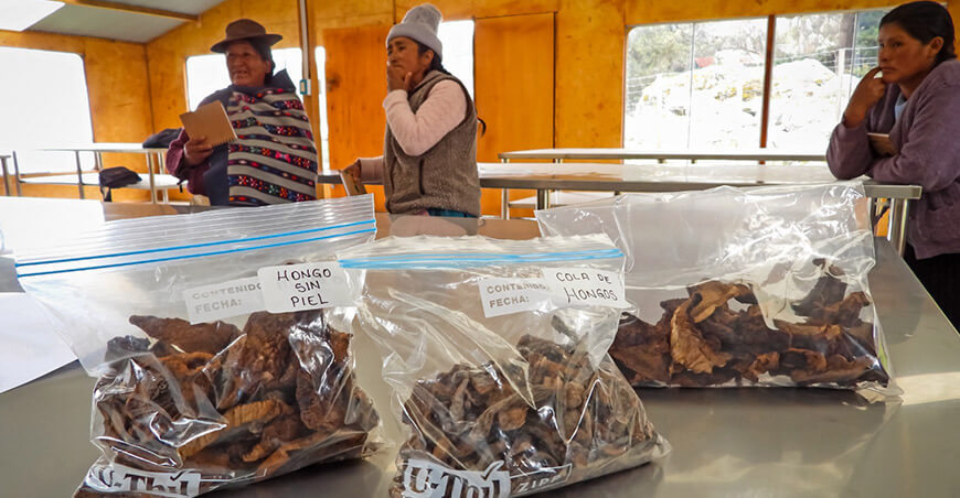 Fortalecen capacidades de asociación productora de hongos en Huancayo Junín Perú