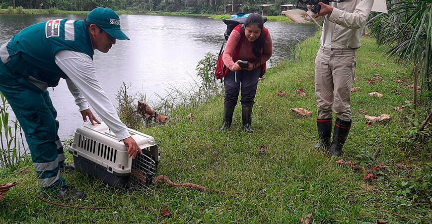 Serfor liberó boa hallada al interior de una vivienda en la localidad de Pilcopata Cusco Perú