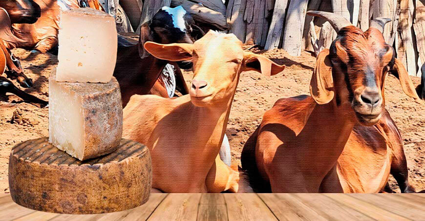 Casitas es declarada “Capital Regional del Queso Artesanal de Leche de Cabra” Tumbes Perú