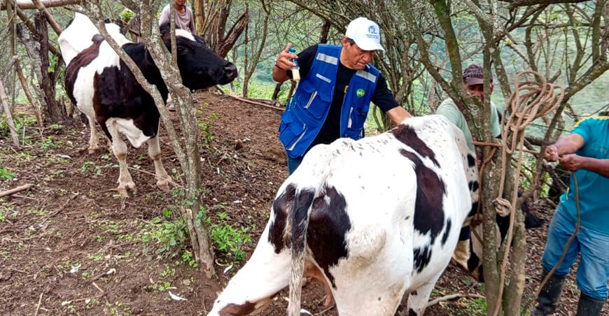 vacunación bovinos Lalaquiz Piura Perú