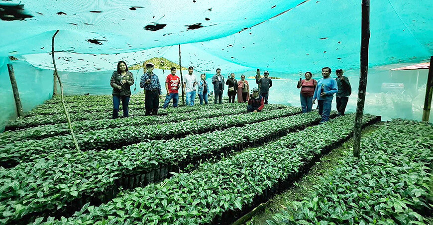 Impulsan la renovación cafetalera con la entrega de 32 000 plantones en Chanchamayo Junín Perú