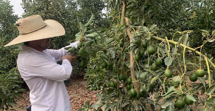 Áncash se consolida como la principal región exportadora de palta orgánica peruana Perú