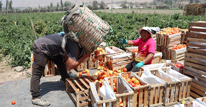 Uso adecuado de plaguicidas fortalece la competitividad del agro y el crecimiento de la economía peruana Perú