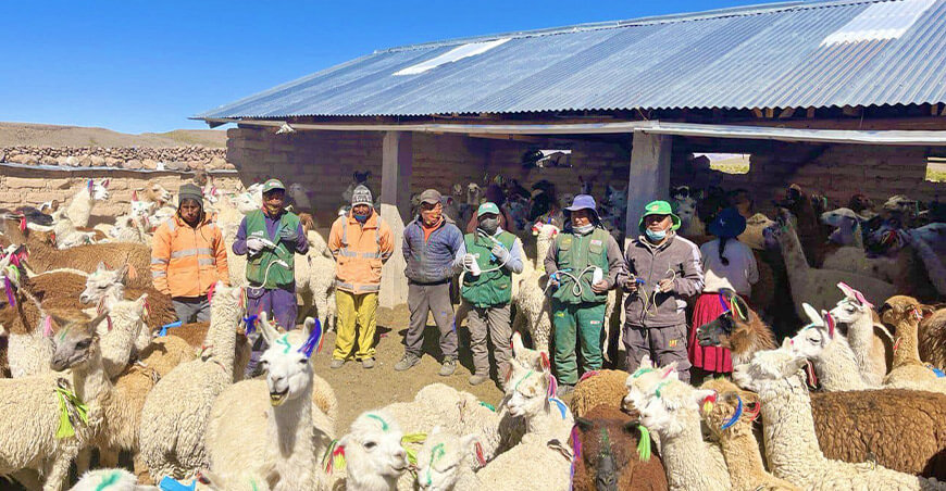 Cobertizos alpacas Agro Rural Perú