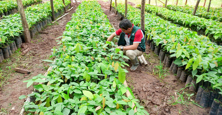 Fortalecen capacidades de 2400 productores de cacao en Leoncio Prado Huánuco Perú 