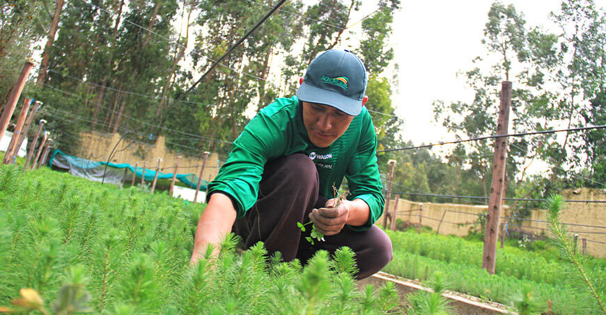 Agro Rural plantaciones forestales 