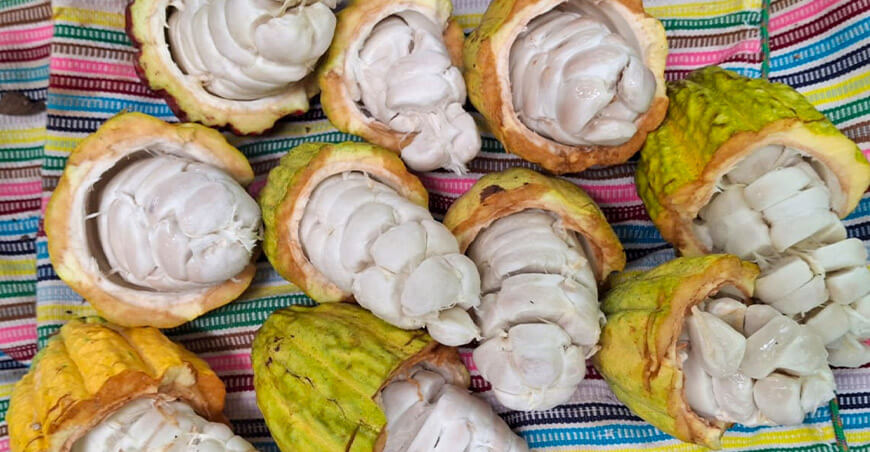 Cooperativa Agraria APROCAM obtiene medalla de plata en el concurso Cacao of Excellence