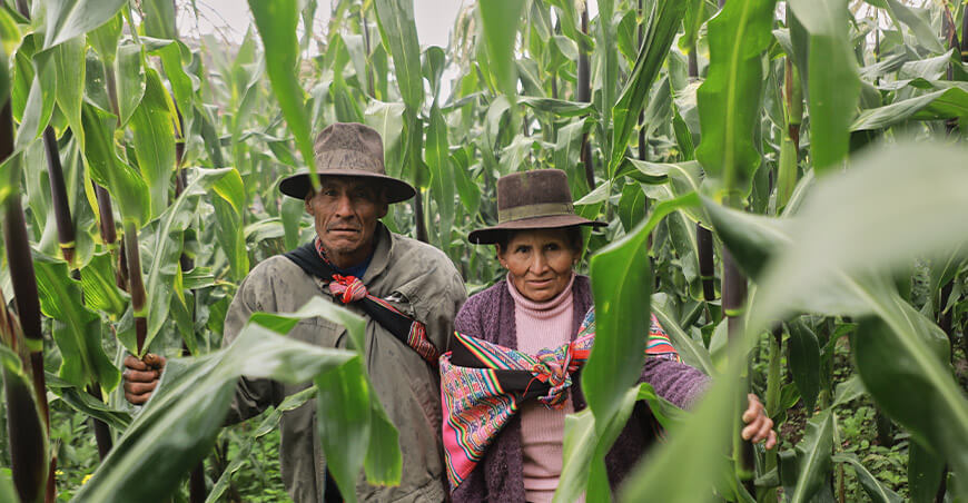 productores de cultivo de maíz Apurímac Devida Perú