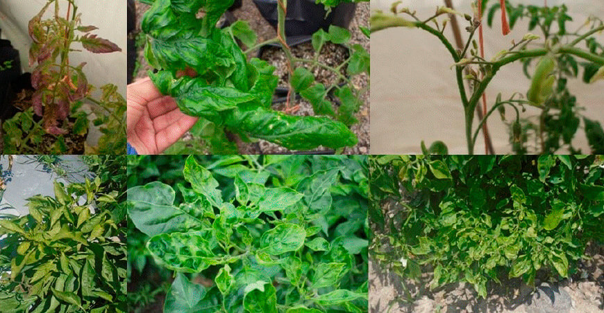 plagas Candidatus Liberibacter solanacearum y Bactericera cockerelli cultivo papa