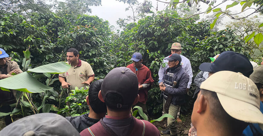 Capacitación técnica impulsa la producción cafetalera en Chiñama Kañaris Lambayeque Perú