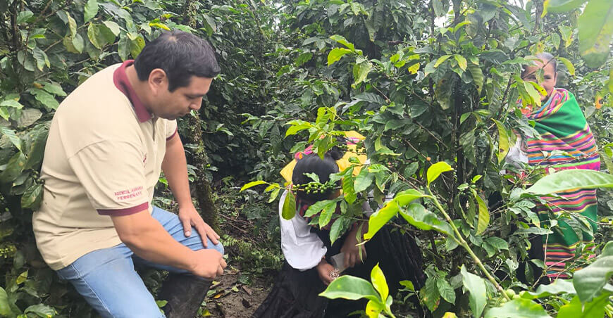 Capacitación técnica impulsa la producción cafetalera en Chiñama Kañaris Lambayeque Perú 