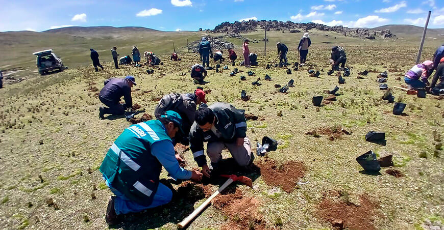 Serfor y CIP restaurarán ecosistemas hídricos y protegerán a las vicuñas en Puno