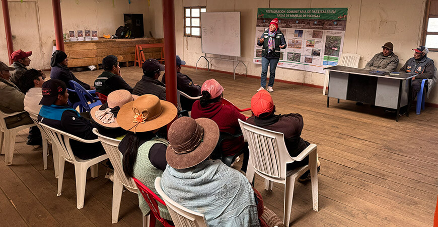 Serfor y CIP restaurarán ecosistemas hídricos y protegerán a las vicuñas en Puno