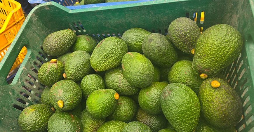 Cooperativa Agraria Sol Naciente de Chuquitambo Pataz La Libertad cosecha palta Hass peruana