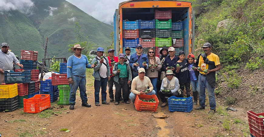 Cooperativa Agraria Sol Naciente de Chuquitambo Pataz La Libertad cosecha palta Hass peruana