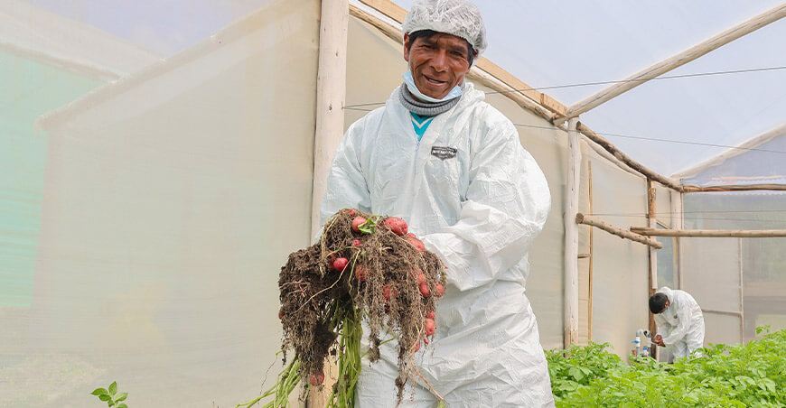 Cosechan semilla prebásica de papa para la próxima campaña agrícola Paucartambo Cusco Perú