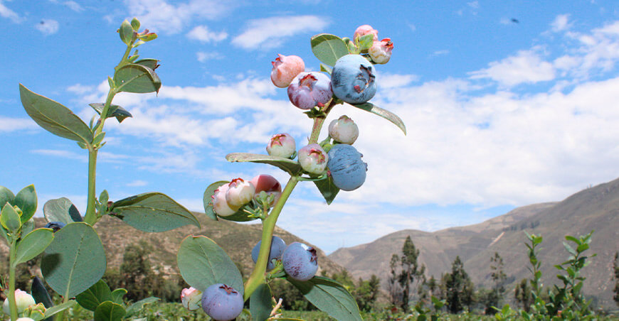 cultivo de arándano Perú