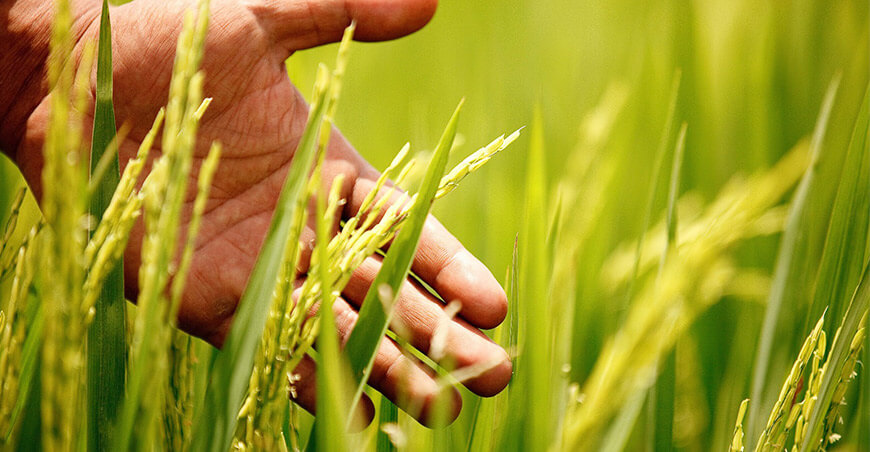 cultivo y producción de arroz Perú
