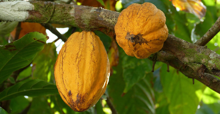 cultivo de cacao Perú