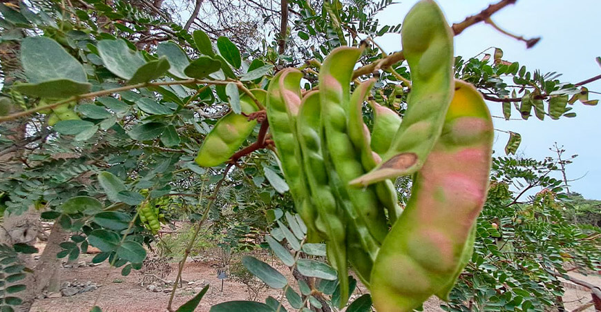 cultivo de tara Perú