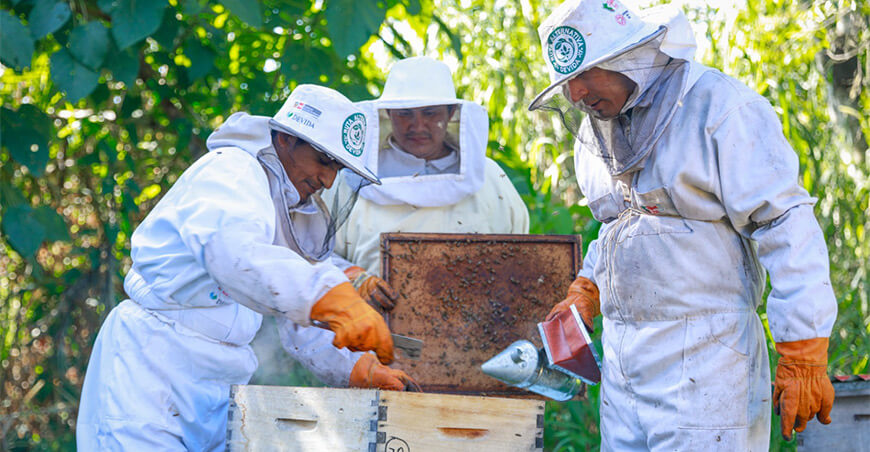 Fortalecen la apicultura en el Vraem como medio de ingresos sostenible y de conservación de ecosistemas Devida Perú apicultores apícolas