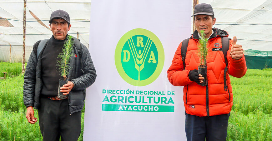 Impulsan reforestación en Huamanga con 20 000 plantones de pino Ayacucho Perú 