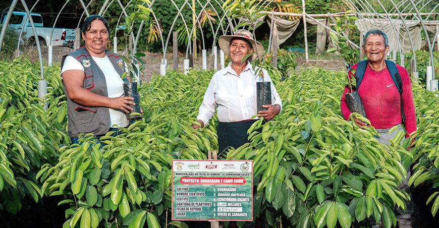 Impulsan producción frutícola en Kimbiri con plantones de camu camu y guanábana Cusco Perú